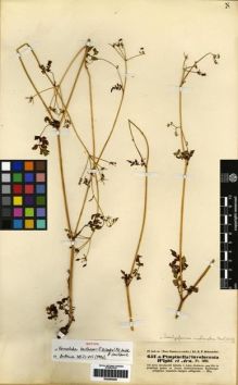 Type specimen at Edinburgh (E). Hohenacker, Rudolph: 657 A. Barcode: E00265240.