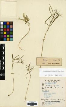 Type specimen at Edinburgh (E). Chu, K.: 3454. Barcode: E00265241.