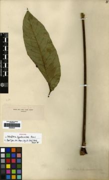 Type specimen at Edinburgh (E). Henry, Caroline: 11435. Barcode: E00265247.