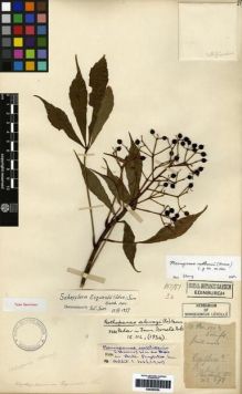 Type specimen at Edinburgh (E). Cavalerie, Pierre: 871. Barcode: E00265250.