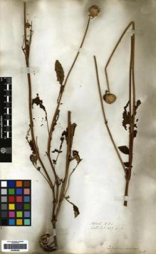 Type specimen at Edinburgh (E). Wallich, Nathaniel: 427 B. Barcode: E00265262.