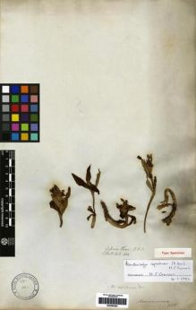 Type specimen at Edinburgh (E). Wallich, Nathaniel: 424. Barcode: E00265264.