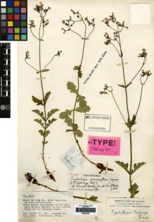 Type specimen at Edinburgh (E). Forrest, George: 2755. Barcode: E00265266.
