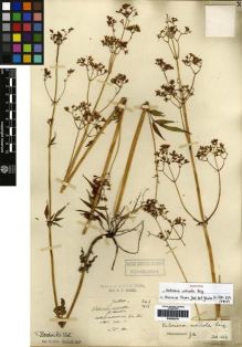 Type specimen at Edinburgh (E). Maire, Edouard-Ernest: . Barcode: E00265279.