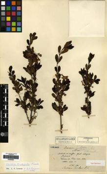 Type specimen at Edinburgh (E). Maire, Edouard-Ernest: . Barcode: E00265282.