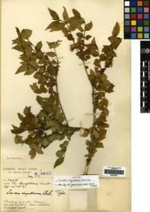 Type specimen at Edinburgh (E). Forrest, George: 9880. Barcode: E00265283.