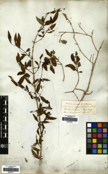 Type specimen at Edinburgh (E). Wallich, Nathaniel: 480. Barcode: E00265291.