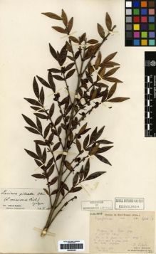 Type specimen at Edinburgh (E). Laborde, J.; Bodinier, Emile: 2502. Barcode: E00265302.