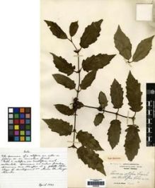 Type specimen at Edinburgh (E). Wilson, Ernest: 902 A. Barcode: E00265308.
