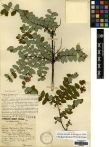 Type specimen at Edinburgh (E). Forrest, George: 18864. Barcode: E00265315.