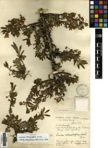 Type specimen at Edinburgh (E). Forrest, George: 5744. Barcode: E00265319.
