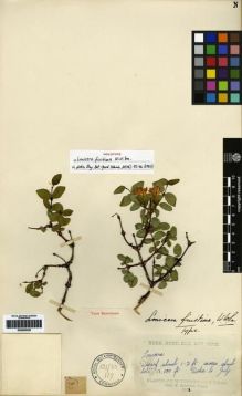 Type specimen at Edinburgh (E). Kingdon-Ward, Francis: 701. Barcode: E00265320.