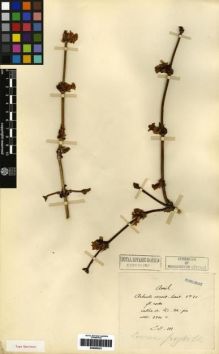 Type specimen at Edinburgh (E). Maire, Edouard-Ernest: . Barcode: E00265321.