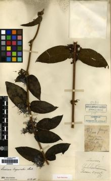 Type specimen at Edinburgh (E). Esquirol, Joseph: 889. Barcode: E00265325.