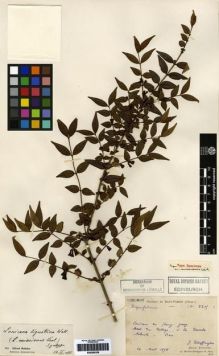 Type specimen at Edinburgh (E). Bodinier, Emile: 2215. Barcode: E00265338.