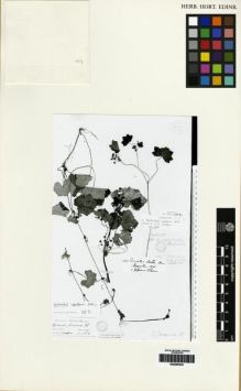 Type specimen at Edinburgh (E). Wallich, Nathaniel: 561. Barcode: E00265343.