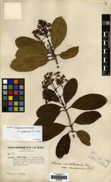 Type specimen at Edinburgh (E). Dalziel, John: 174. Barcode: E00265345.
