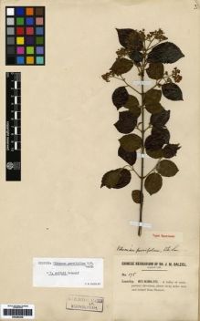 Type specimen at Edinburgh (E). Dalziel, John: 175. Barcode: E00265348.
