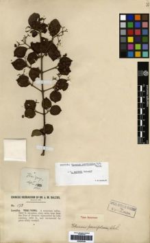 Type specimen at Edinburgh (E). Dalziel, John: 173. Barcode: E00265349.