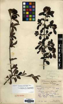 Type specimen at Edinburgh (E). Bodinier, Emile: 2231. Barcode: E00265353.