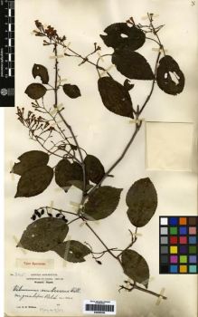 Type specimen at Edinburgh (E). Wilson, Ernest: 305. Barcode: E00265359.