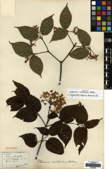 Type specimen at Edinburgh (E). Henry, Caroline: 11211 B. Barcode: E00265363.