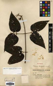 Type specimen at Edinburgh (E). Dalziel, John: 171. Barcode: E00265367.