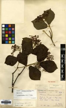 Type specimen at Edinburgh (E). Martin, Léon; Bodinier, Emile: 2598. Barcode: E00265371.