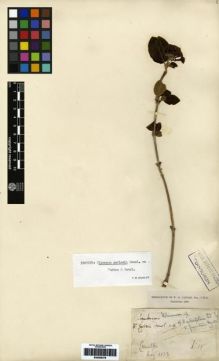 Type specimen at Edinburgh (E). Carles, William: 18. Barcode: E00265376.