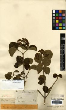Type specimen at Edinburgh (E). Carles, William: 19. Barcode: E00265377.