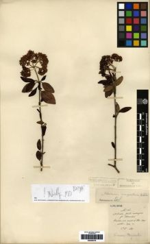Type specimen at Edinburgh (E). Maire, Edouard-Ernest: . Barcode: E00265378.