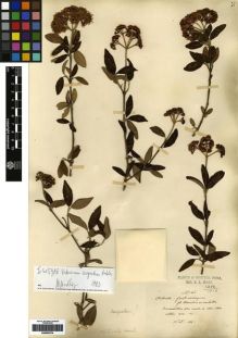 Type specimen at Edinburgh (E). Maire, Edouard-Ernest: 1206. Barcode: E00265379.