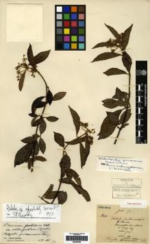 Type specimen at Edinburgh (E). Maire, Edouard-Ernest: . Barcode: E00265382.