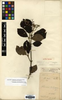Type specimen at Edinburgh (E). Cavalerie, Pierre: 1742. Barcode: E00265385.