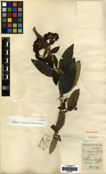 Type specimen at Edinburgh (E). Cavalerie, Pierre: 977. Barcode: E00265387.