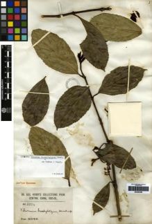 Type specimen at Edinburgh (E). Henry, Caroline: 3324. Barcode: E00265388.