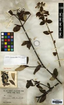 Type specimen at Edinburgh (E). Henry, Caroline: 260. Barcode: E00265398.