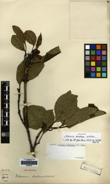 Type specimen at Edinburgh (E). Forrest, George: 15818. Barcode: E00265407.