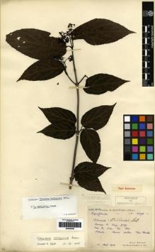 Type specimen at Edinburgh (E). Bodinier, Emile: 2193. Barcode: E00265408.