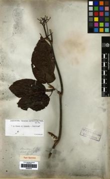 Type specimen at Edinburgh (E). Wallich, Nathaniel: 462. Barcode: E00265419.