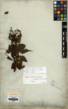 Type specimen at Edinburgh (E). Wallich, Nathaniel: 458. Barcode: E00265420.