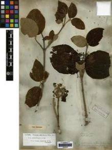 Type specimen at Edinburgh (E). Wallich, Nathaniel: 455. Barcode: E00265422.