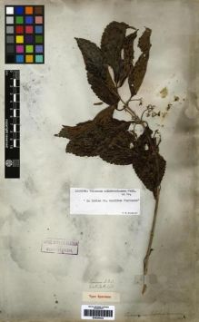 Type specimen at Edinburgh (E). Wallich, Nathaniel: 460. Barcode: E00265423.