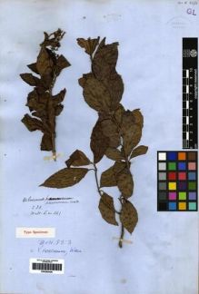 Type specimen at Edinburgh (E). Wallich, Nathaniel: 461. Barcode: E00265426.