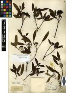 Type specimen at Edinburgh (E). Maire, Edouard-Ernest: . Barcode: E00265439.
