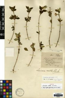 Type specimen at Edinburgh (E). Maire, Edouard-Ernest: 518. Barcode: E00265442.