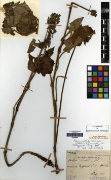 Type specimen at Edinburgh (E). Taquet, Emile: 5718. Barcode: E00265449.