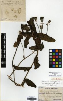 Type specimen at Edinburgh (E). Taquet, Emile: 1045. Barcode: E00265453.