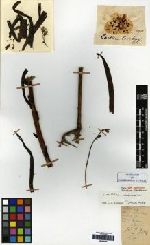 Type specimen at Edinburgh (E). Cavalerie, Pierre: 2908. Barcode: E00265458.