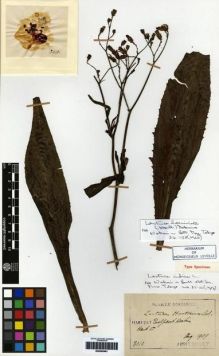 Type specimen at Edinburgh (E). Taquet, Emile: 3010. Barcode: E00265461.